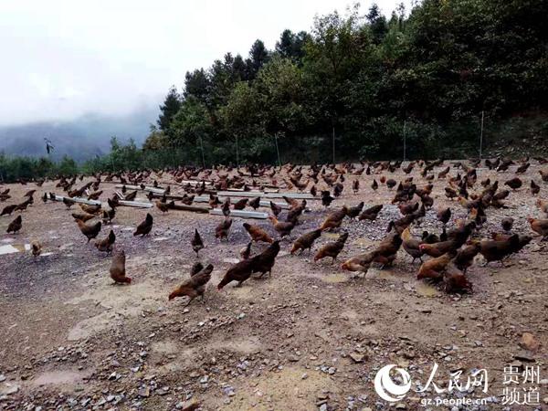 大山深处养“金鸡”