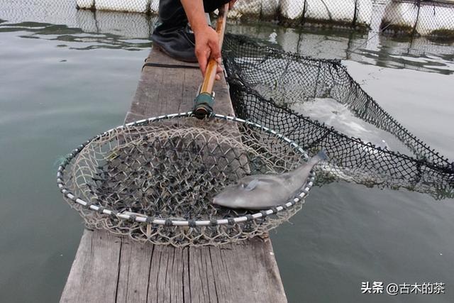 绿鳍马面鲀的生物学特性和养殖技术