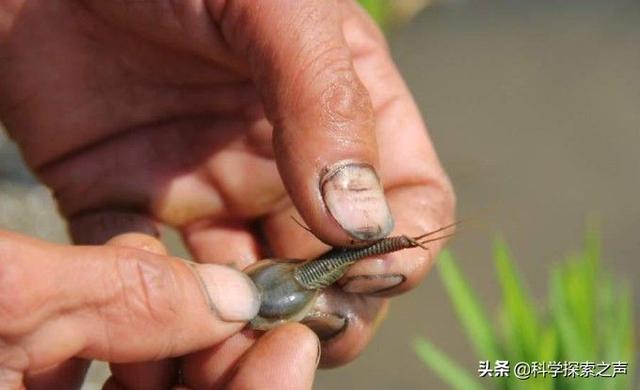 这种动物的名字很霸气，曾历经3次生物大灭绝，现在却沦为宠物