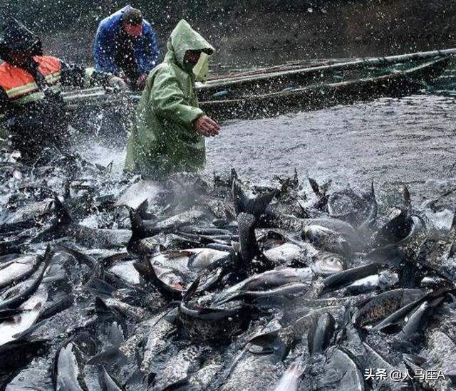 翘嘴红鲌侵入四川邛海，疯狂繁殖泛滥，却有一致命弱点：肉质鲜美