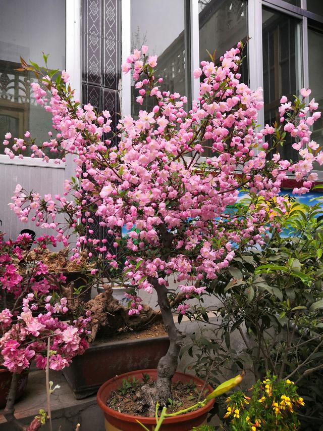 7种富贵花，冬天要“富养”，叶子绿出油，开花多又香