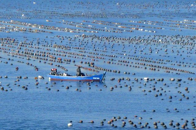 这是封锁日本水产的底气！新疆3000亩盐碱地成为海水养殖基地