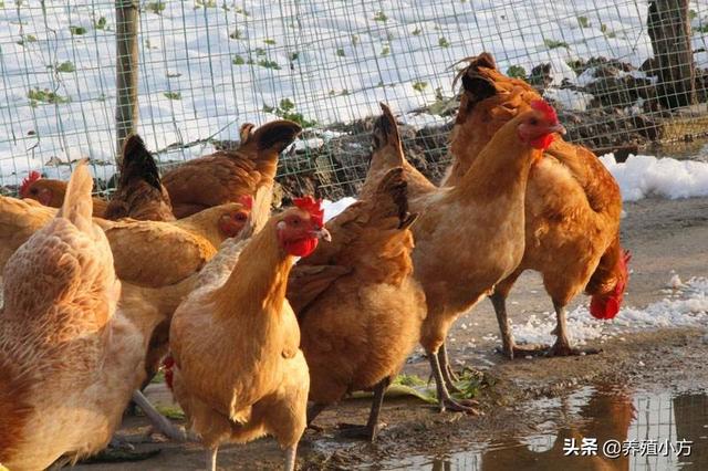 重要提醒：冬季养鸡，提前了解好这些问题，冬季养鸡不犯愁