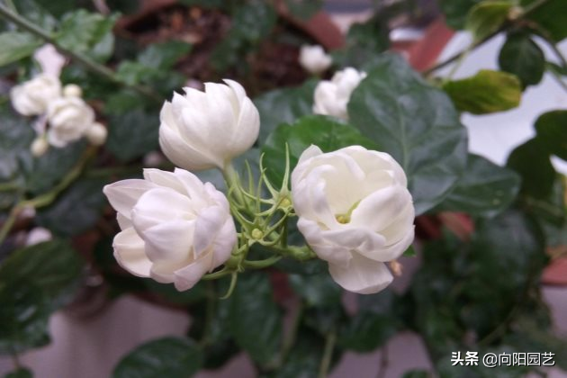 茉莉花怎么养？了解茉莉生长习性，定期点白醋水，白花挂满盆