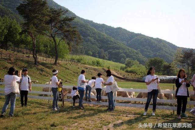 肉牛养殖场是否可以转变成休闲观光牧场？可借鉴韩国韩牛体验农场