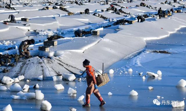 全景实拍！冰天雪地，东港挖蛏人……