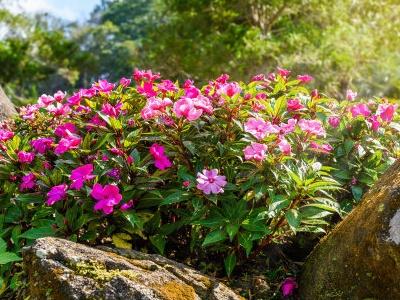 长春花怎样爆盆