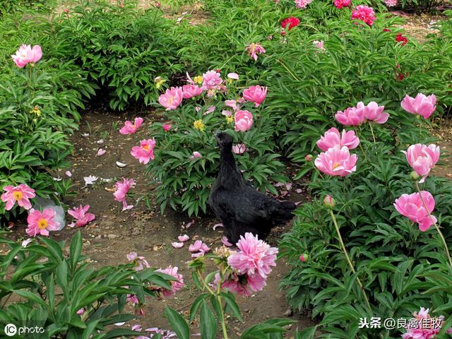 什么是乌骨鸡，市场价格是你意想不到的，怎样养殖呢？