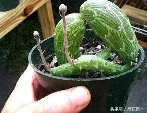 多肉另类推荐：泥鳅掌和普西莉菊的鉴赏与养护