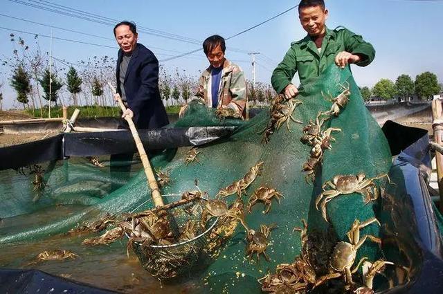 黄河口大闸蟹人工养殖技术，及影响大闸蟹生长发育的因素