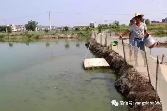 厉害！这个“仿生学+生物絮团”生态养虾模式轰动广西！