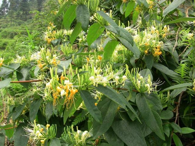 这种野生名贵药材，掌握几个种植技巧，人工栽培也能稳定丰产