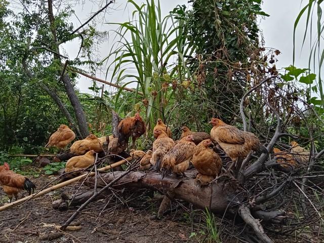 养殖土鸡，卖土鸡蛋能赚钱吗？