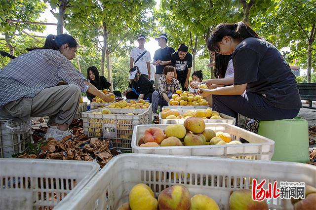 河北邯郸：提升品质，塑造农业“金招牌”