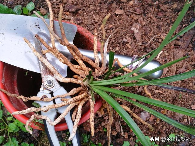 3月种植下山春兰必知否则很难服盆，这几个操作过程不能少