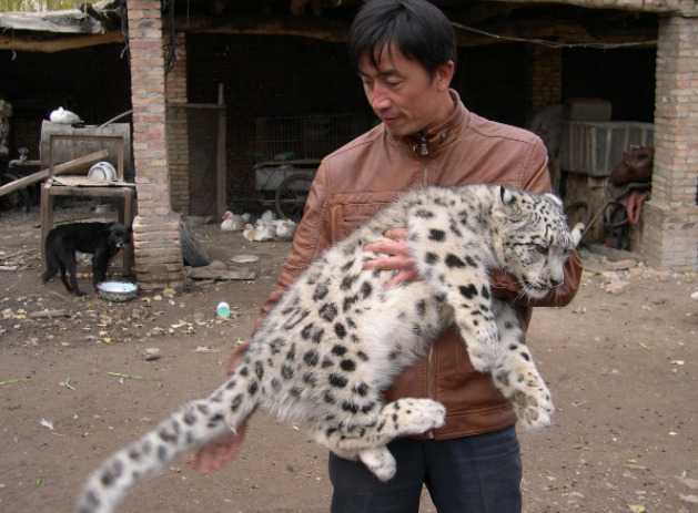 真实故事：牧民野外捡到2只山猫，越喂越不对劲差点把家底给喂光