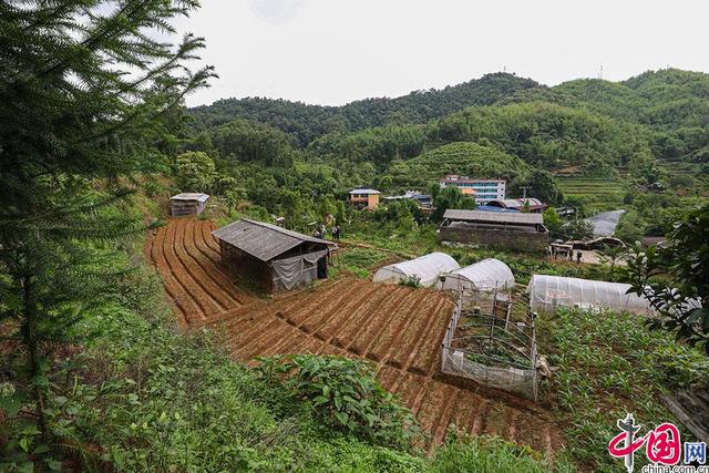 滇西秘境·云南生物多样性主题采访行｜胡蜂养殖成致富经 防虫增收可双赢