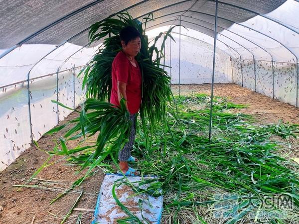 颠覆你的想象！“密恐”慎入！村民大棚里饲养蚂蚱成致富利器