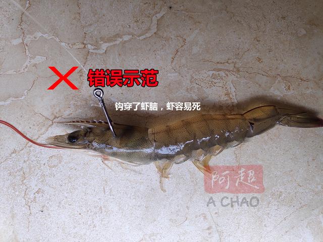 如何钓海鲈，用什么饵好，用什么钓组钓花鲈，哪里可以钓到海鲈？