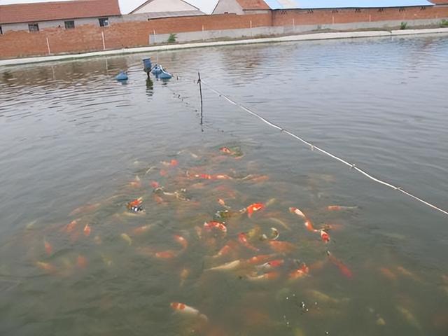 观音岩水库竟然沦为养殖场，每年繁殖数万条红白锦鲤，价值上亿元