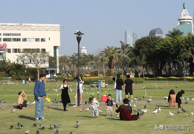 厦门白鹭洲公园鸽子广场市民与群鸽亲密接触，周末可以带孩子嬉鸽