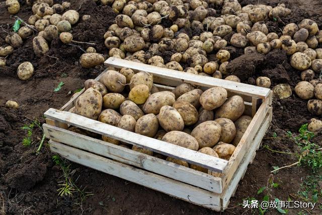 江苏人在俄罗斯丨从种土豆到养猪，遇到无数个大坑，终获成功