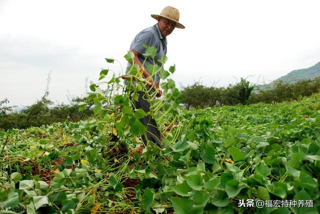 哪些农作物秸秆可以回收养殖牛羊，秸秆回收养殖未来发展办法