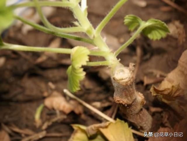 这种花据说是世界名花，全年都能开花，繁花似锦，太好看了