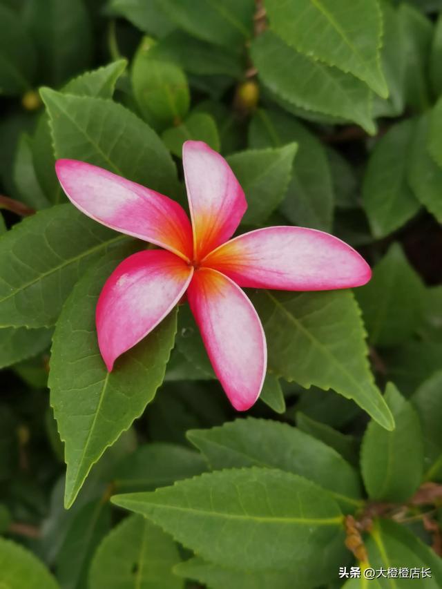 分享图片——漂亮的鸡蛋花