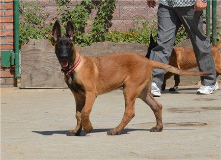 如何喂养马犬？马犬的喂养方法及喂食误区介绍！