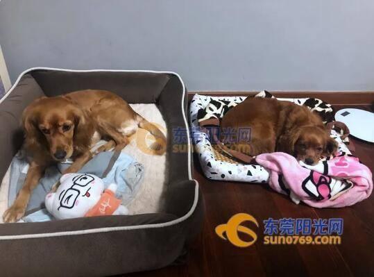 爱犬1死1伤，自己吓出心脏病住院……业主小区遛狗遭遇惊魂一幕