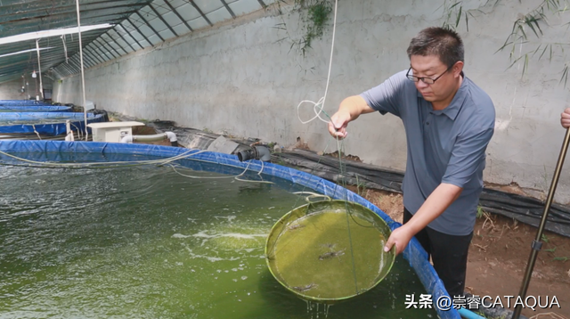 这些人采用工厂化循环水养虾，收益大大提升！