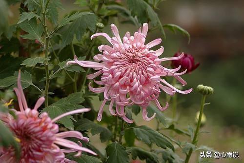 菊花怎么养殖方法，菊花最好的养殖方法