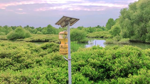 藏在钦州康熙岭海堤的“秘密”栈道，还有一群“白色精灵”