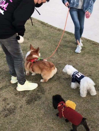 今天开始！沈阳三环内，狗不能进入公园广场