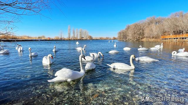 2022新年，伊犁童话天鹅湖，看国家二级保护鸟类疣鼻天鹅水上芭蕾