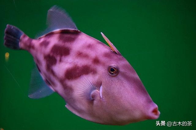 绿鳍马面鲀的生物学特性和养殖技术