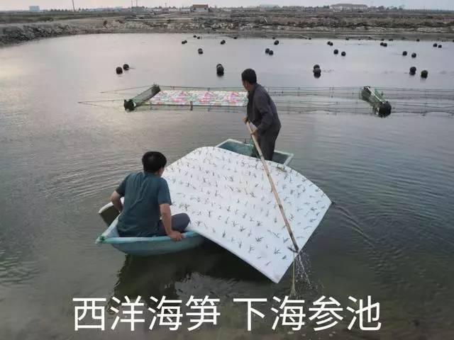 海水也能种植？海水种植+海水养殖=海水立体农业