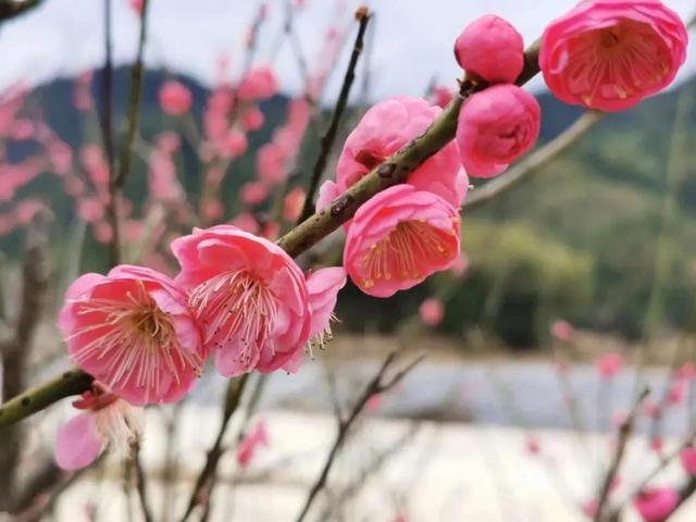 梅花的种植养护窍门，寒冬中的温暖之选