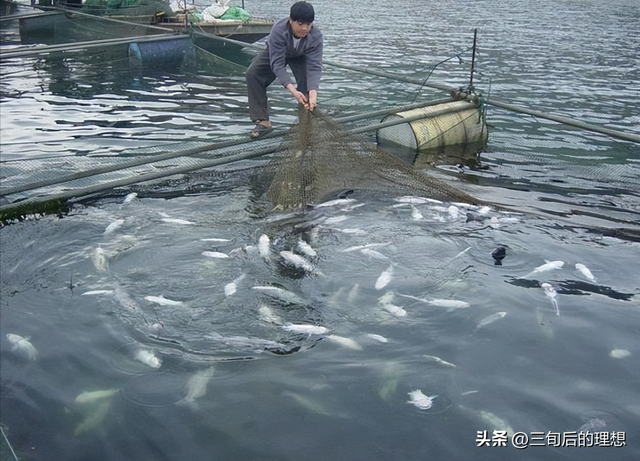 鱼类养殖的基础知识，水质管理和饲养技巧，玩转水质掌握套路