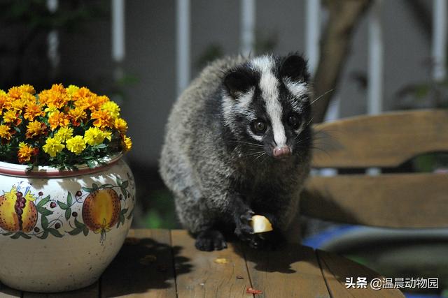 当年闹得沸沸扬扬臭名昭著的果子狸，如今在野外过着怎样的生活？