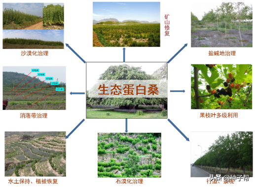 西北地区养牛羊，零下40度种什么草？种蛋白桑一亩效益有多少？