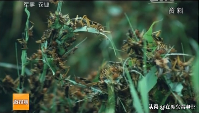 看完这期“战斗鸡”治蝗虫节目，我可算明白为啥军事农业是一家了