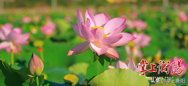 耒阳市红桥村：千亩湘莲无穷碧，虾跳鸭游预丰年