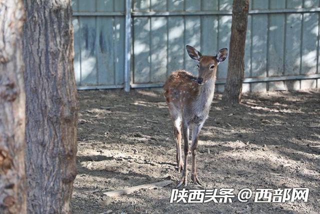 把梅花鹿养到戈壁滩上的陕西俊后生