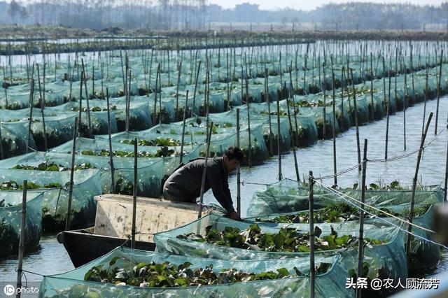 高温季节在农村如何养殖黄鳝，“鳝鱼”呼吸不畅“缺氧”怎么办