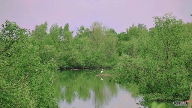 藏在钦州康熙岭海堤的“秘密”栈道，还有一群“白色精灵”