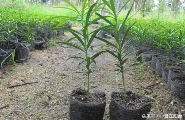 盆栽罗汉松这么养，不花钱也能种，一盆变多盆，翠绿又茂盛