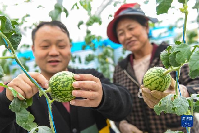 新华全媒+丨高原特色农业富藏家