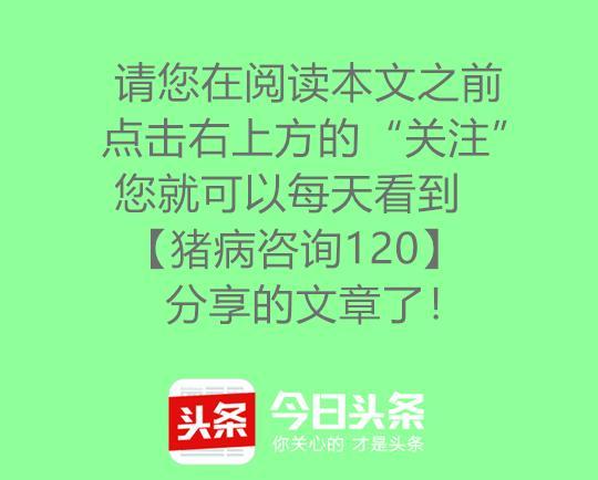 冬季养猪：关于养殖场母猪便秘和裂蹄的问题